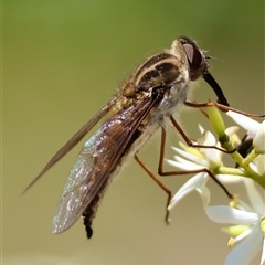 Trichophthalma nicholsoni (Nicholson's tangle-veined fly) at Hughes, ACT - 14 Jan 2025 by LisaH