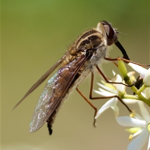 Trichophthalma nicholsoni (Nicholson's tangle-veined fly) at Hughes, ACT by LisaH