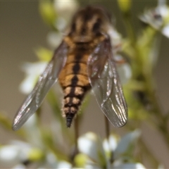 Trichophthalma nicholsoni at Hughes, ACT - 14 Jan 2025 01:53 PM