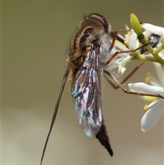 Trichophthalma nicholsoni at Hughes, ACT - 14 Jan 2025