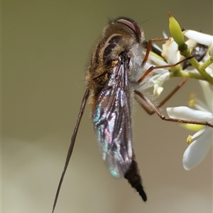 Trichophthalma nicholsoni at Hughes, ACT - 14 Jan 2025 01:53 PM