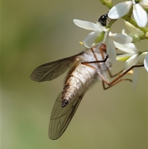 Trichophthalma nicholsoni at Hughes, ACT - 14 Jan 2025 01:53 PM