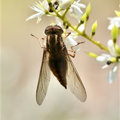 Trichophthalma nicholsoni at Hughes, ACT - 14 Jan 2025