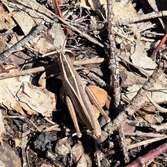 Apotropis tricarinata (Eastern striped grasshopper) at Bungendore, NSW - 14 Jan 2025 by clarehoneydove