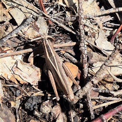 Apotropis tricarinata (Eastern striped grasshopper) at Bungendore, NSW - 14 Jan 2025 by clarehoneydove