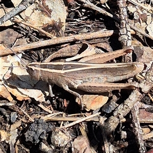 Apotropis tricarinata at Bungendore, NSW - suppressed