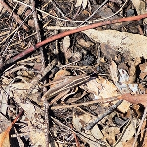 Apotropis tricarinata at Bungendore, NSW - suppressed