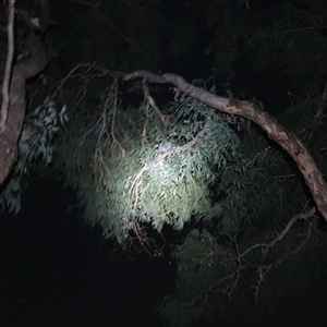 Petaurus notatus (Krefft’s Glider, formerly Sugar Glider) at Watson, ACT by msietsma