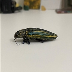 Pseudotaenia waterhousei (A Jewel Beetle) at Table Top, NSW - 14 Jan 2025 by ejsb