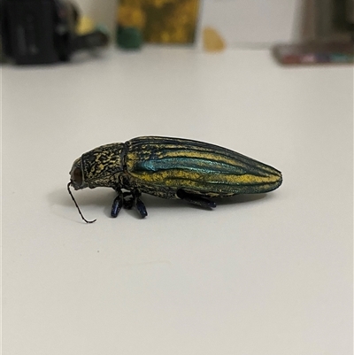 Pseudotaenia waterhousei (A Jewel Beetle) at Table Top, NSW - 14 Jan 2025 by ejsb