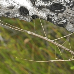 Unverified Stick insect (Phasmatodea) at Tharwa, ACT - 12 Jan 2025 by Harrisi