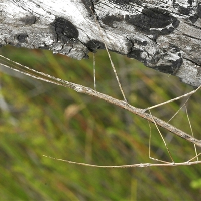 Unverified Stick insect (Phasmatodea) at Tharwa, ACT - 12 Jan 2025 by Harrisi