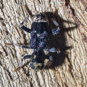 Stigmatium victoriae (Checkered beetle) at Kambah, ACT by HelenCross