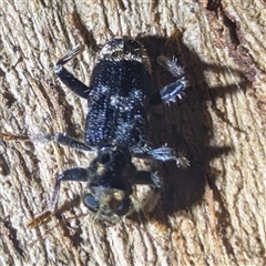 Stigmatium victoriae at Kambah, ACT - 14 Jan 2025