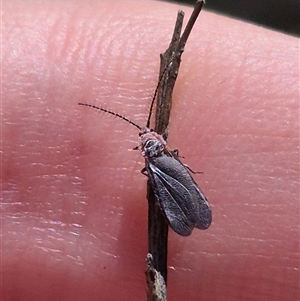 Monophlebidae sp. (family) at Bungendore, NSW - suppressed