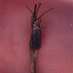 Monophlebidae sp. (family) at Bungendore, NSW - suppressed