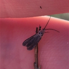 Monophlebidae sp. (family) at Bungendore, NSW - suppressed