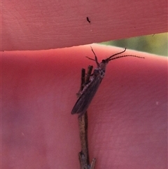 Monophlebidae sp. (family) at Bungendore, NSW - suppressed