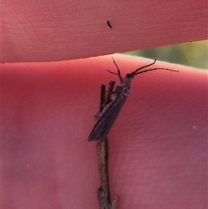 Monophlebidae sp. (family) at Bungendore, NSW - suppressed