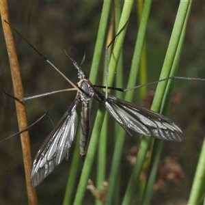 Ptilogyna (Plusiomyia) gracilis at Tharwa, ACT - 12 Jan 2025