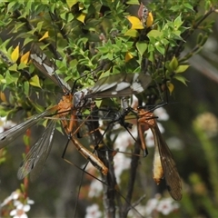 Ptilogyna (Plusiomyia) gracilis at Tharwa, ACT - 12 Jan 2025