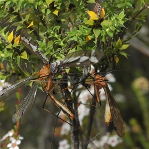 Ptilogyna (Plusiomyia) gracilis at Tharwa, ACT - 12 Jan 2025