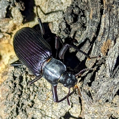 Promethis sp. (genus) (Promethis darkling beetle) at Kambah, ACT - 14 Jan 2025 by HelenCross