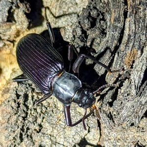 Unidentified Darkling beetle (Tenebrionidae) at Kambah, ACT by HelenCross