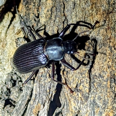 Promethis sp. (genus) at Kambah, ACT - 14 Jan 2025 10:55 PM