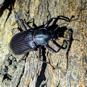 Promethis sp. (genus) at Kambah, ACT - 14 Jan 2025 10:55 PM