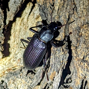 Promethis sp. (genus) at Kambah, ACT - 14 Jan 2025 10:55 PM