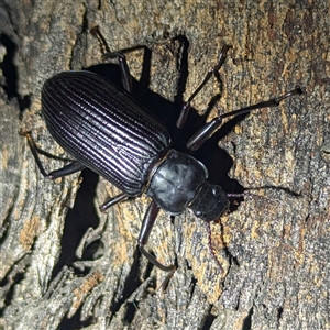 Promethis sp. (genus) at Kambah, ACT - 14 Jan 2025 10:55 PM