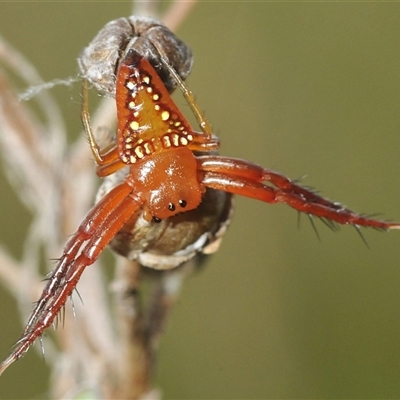 Arkys walckenaeri (Triangle spider) at Tharwa, ACT - 12 Jan 2025 by Harrisi