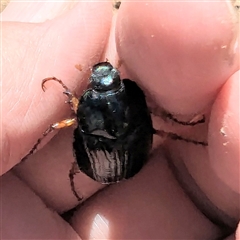 Anomalomorpha anthracina (Yellow-legged pasture scarab) at Kambah, ACT - 14 Jan 2025 by HelenCross