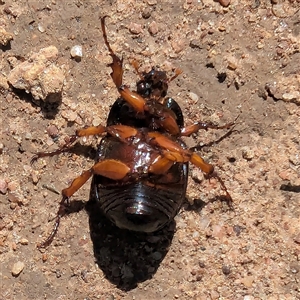 Anomalomorpha anthracina at Kambah, ACT - 14 Jan 2025 10:57 AM