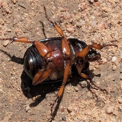 Anomalomorpha anthracina at Kambah, ACT - 14 Jan 2025 10:57 AM