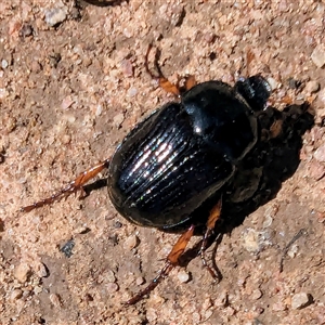 Anomalomorpha anthracina at Kambah, ACT - 14 Jan 2025 10:57 AM