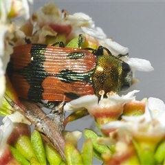 Castiarina delectabilis (A jewel beetle) at Tharwa, ACT - 12 Jan 2025 by Harrisi