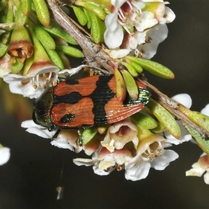 Castiarina delectabilis at Tharwa, ACT - 12 Jan 2025