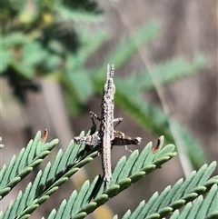 Keyacris scurra (Key's Matchstick Grasshopper) at Bungendore, NSW - 14 Jan 2025 by clarehoneydove