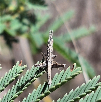 Keyacris scurra (Key's Matchstick Grasshopper) at Bungendore, NSW - 14 Jan 2025 by clarehoneydove