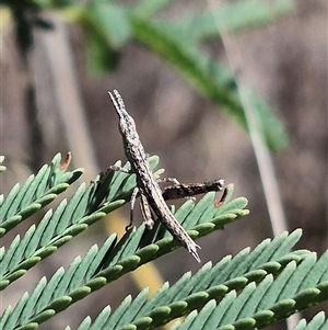 Keyacris scurra at Bungendore, NSW - suppressed