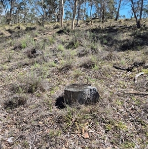 Keyacris scurra at Bungendore, NSW - suppressed