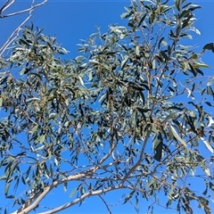 Eucalyptus pauciflora (A Snow Gum) at Kambah, ACT - 13 Jan 2025 by HelenCross