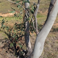 Eucalyptus pauciflora at Kambah, ACT - 14 Jan 2025 09:51 AM