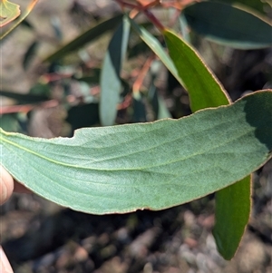 Eucalyptus pauciflora at Kambah, ACT - 14 Jan 2025 09:51 AM