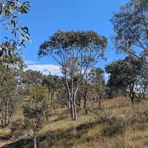 Eucalyptus pauciflora at Kambah, ACT - 14 Jan 2025 09:51 AM