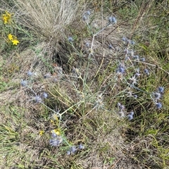 Eryngium ovinum (Blue Devil) at Kambah, ACT - 14 Jan 2025 by HelenCross