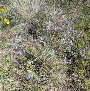 Eryngium ovinum at Kambah, ACT - 14 Jan 2025