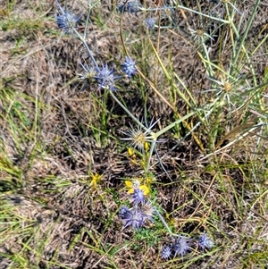 Eryngium ovinum at Kambah, ACT - 14 Jan 2025